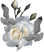 الوردة البيضاء